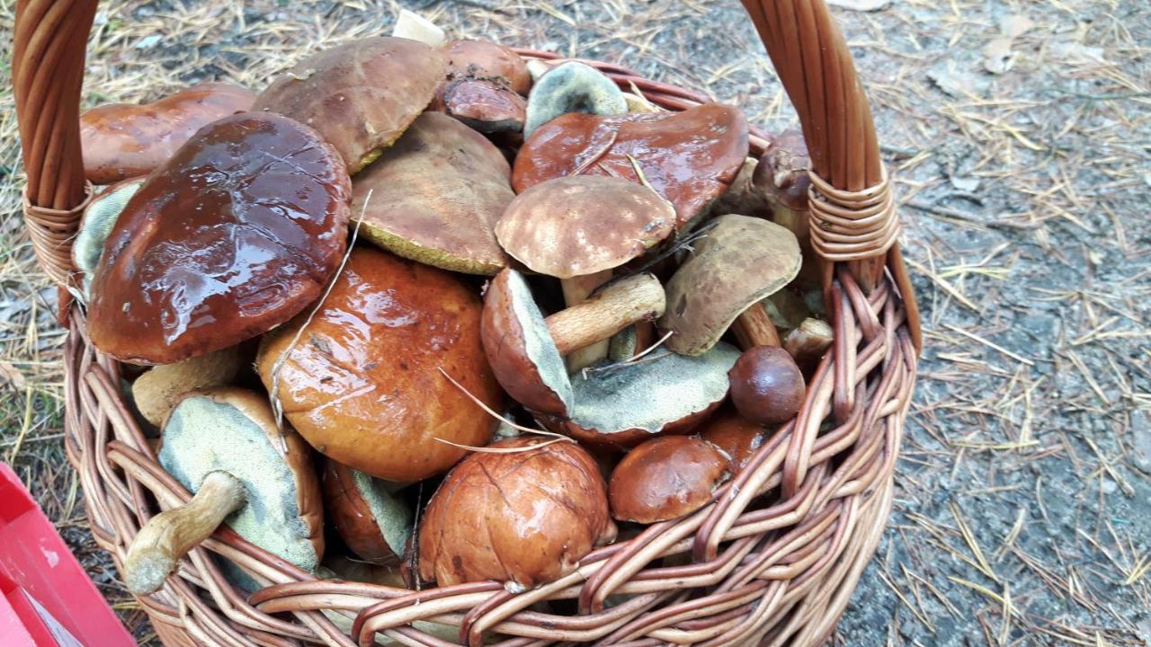 Appartamento Bakusiowy Zakatek Lipowo Kurkowskie Esterno foto