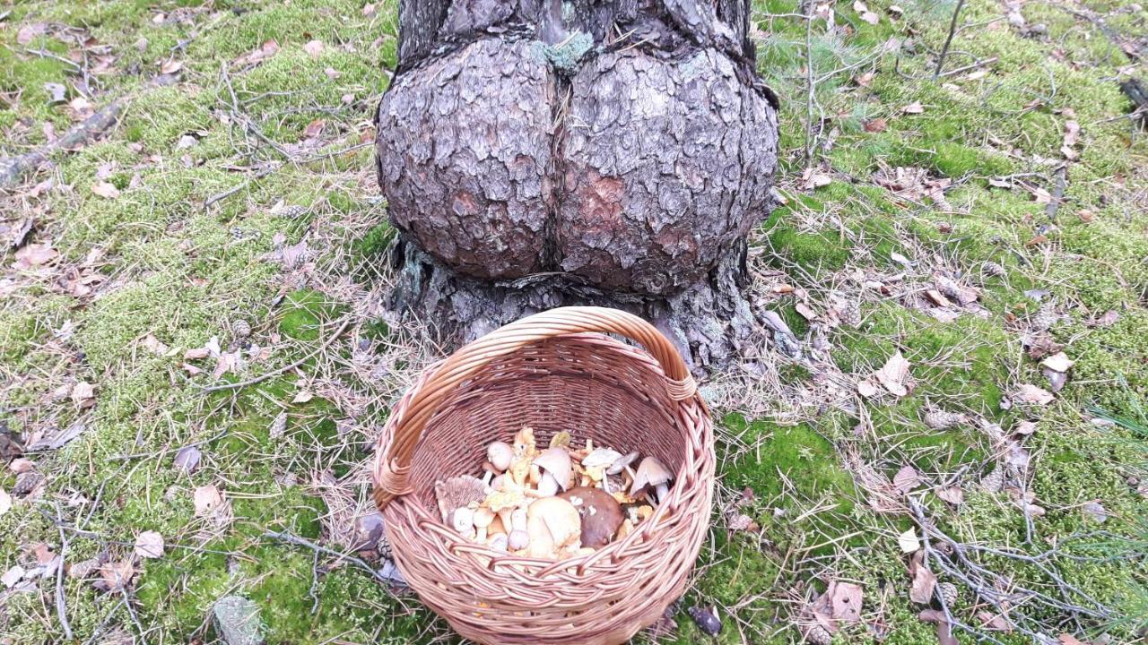 Appartamento Bakusiowy Zakatek Lipowo Kurkowskie Esterno foto